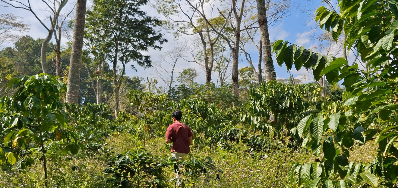 PerawatanKebun1