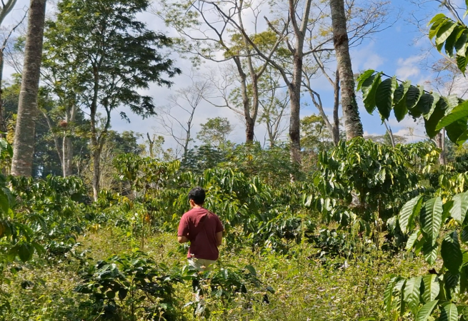PerawatanKebun1