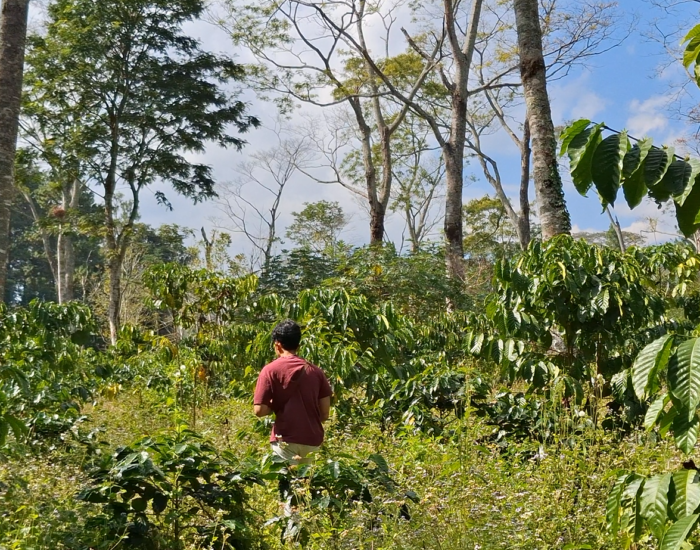 PerawatanKebun1